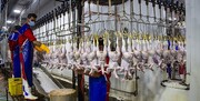 تولید گوشت مرغ بیش از نیاز بازار