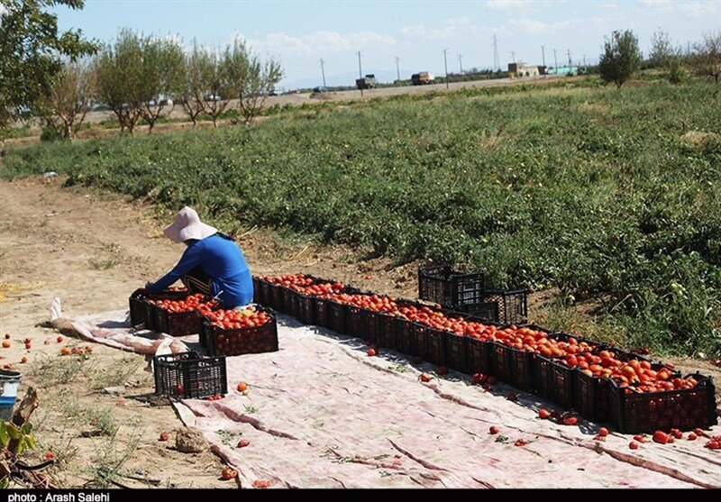 تعرفه صادرات گوجه فرنگی در استان بوشهر به نیم درصد رسید+تصویر