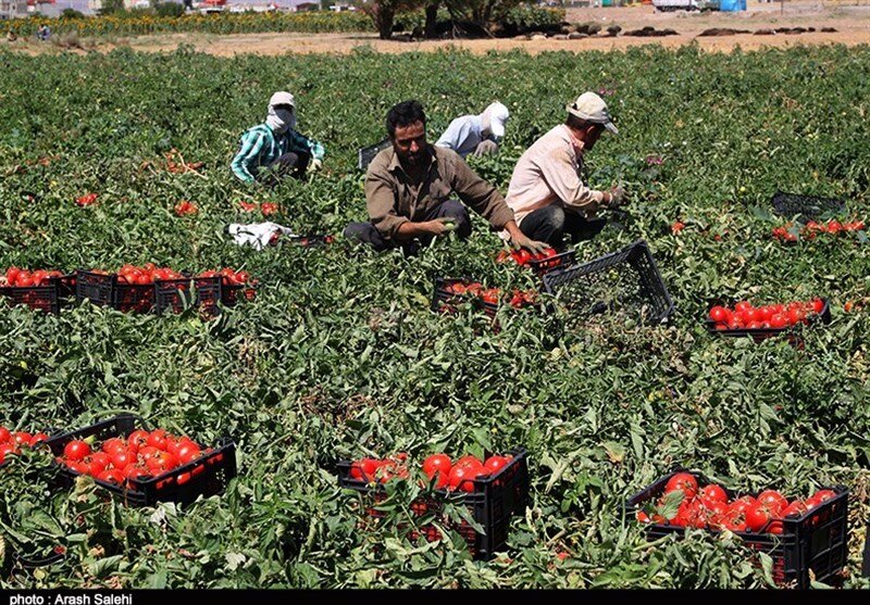 تعرفه صادرات گوجه فرنگی در استان بوشهر به نیم درصد رسید+تصویر