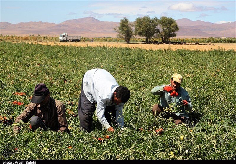 تعرفه صادرات گوجه فرنگی در استان بوشهر به نیم درصد رسید+تصویر