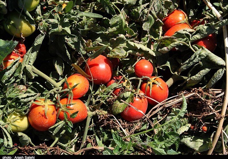 تعرفه صادرات گوجه فرنگی در استان بوشهر به نیم درصد رسید+تصویر