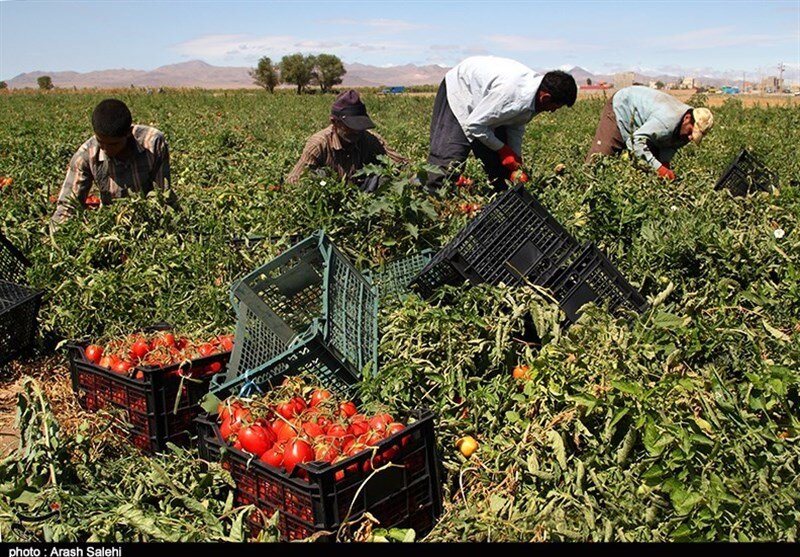 تعرفه صادرات گوجه فرنگی در استان بوشهر به نیم درصد رسید+تصویر