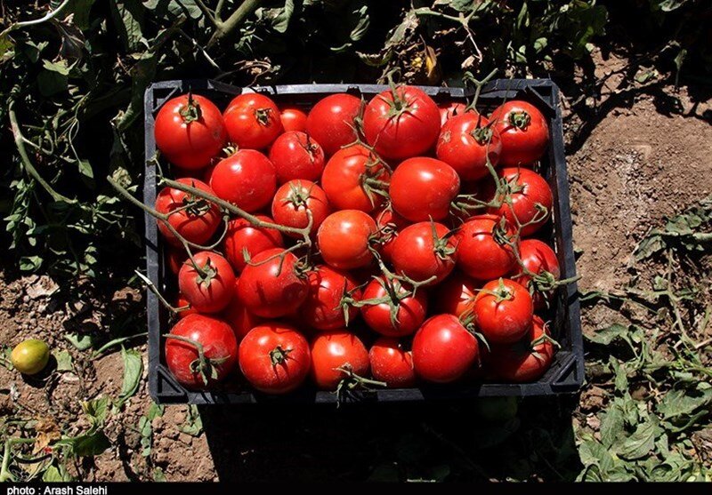 تعرفه صادرات گوجه فرنگی در استان بوشهر به نیم درصد رسید+تصویر