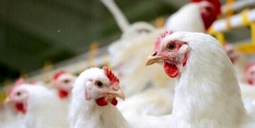 افزایش ۴ درصدی تولید مرغ در سال جاری