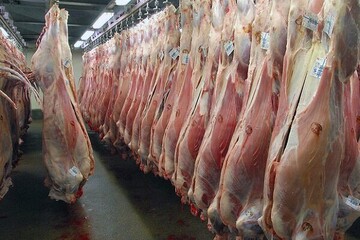 ثبت سفارش واردات گوشت گرم و منجمد از فردا آغاز می‌شود