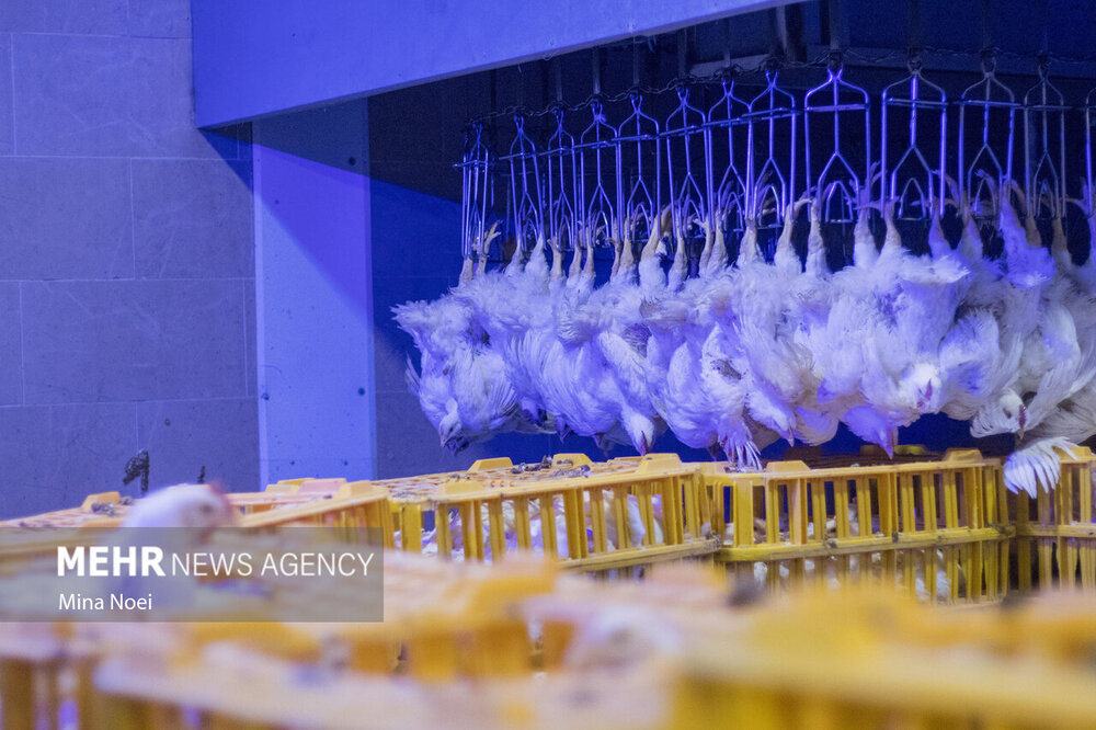 از سرگیری جمع‌آوری مرغ مازاد از امروز