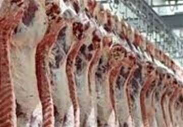 میزان واردات گوشت گوسفندی و گوساله در سال ۱۴۰۳ اعلام شد + جدول