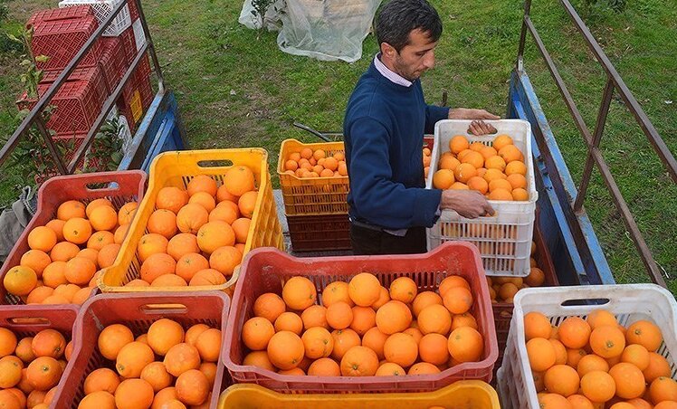چهار مشکل باغداران در فروش مرکبات/ اتحادیهها برای خرید میوههای نوروزی از باغدار تعلل میکنند