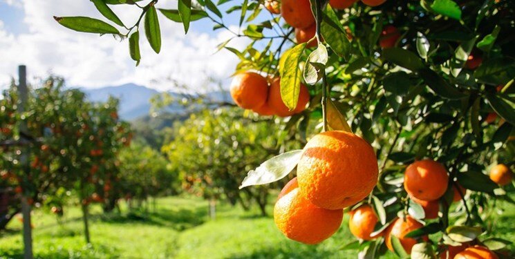 چهار مشکل باغداران در فروش مرکبات/ اتحادیهها برای خرید میوههای نوروزی از باغدار تعلل میکنند