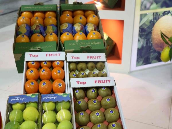 چهار مشکل باغداران‌ در فروش مرکبات/‌ اتحادیه‌ها برای خرید میوه‌های نوروزی از باغدار تعلل می‌کنند
