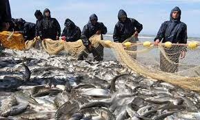 افزایش ۲۰ درصدی صید ماهیان استخوانی دریای خز