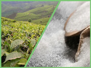 واگذاری امور تعیین سقف ارزی شکر و چای به دفتر خدمات بازرگانی وزارت جهاد کشاورزی