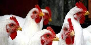 سیاست های حمایتی از سویه آرین و مشکلات تامین گوشت مرغ