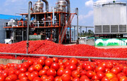 کارخانه‌های رُب خراسان رضوی به تعهدات خود در قبال خرید گوجه فرنگی عمل نکردند