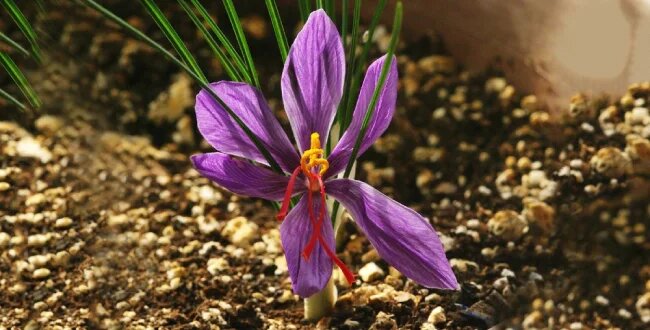 فواید زعفران