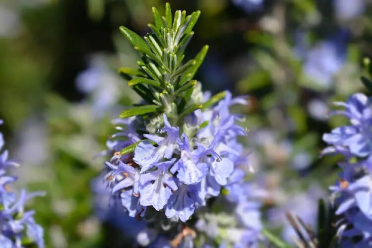 لیست کامل گیاهان دارویی با عکس ( + خواص گیاهان دارویی )