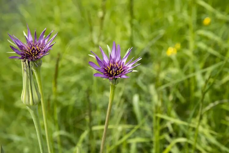 لیست کامل گیاهان دارویی با عکس ( + خواص گیاهان دارویی )