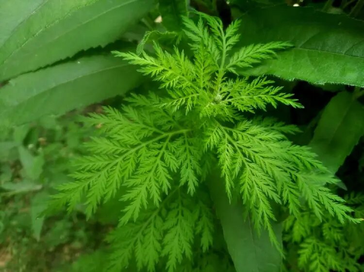 لیست کامل گیاهان دارویی با عکس ( + خواص گیاهان دارویی )