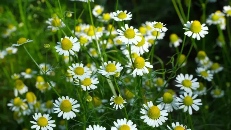 لیست کامل گیاهان دارویی با عکس ( + خواص گیاهان دارویی )