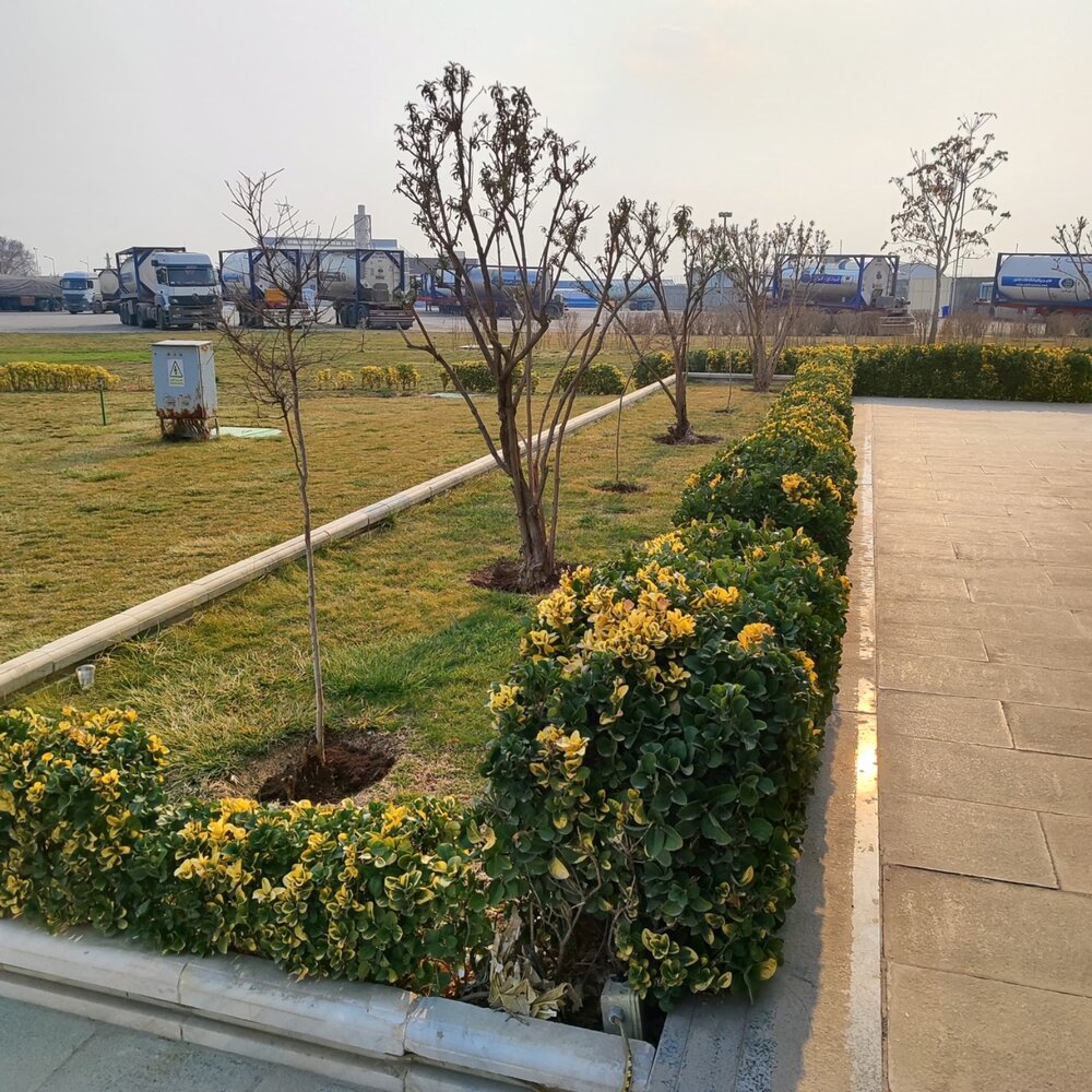 دو هزارمین درخت زر کاشته شد