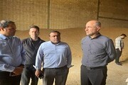صدها هزار تن گندم خریداری شده در خوزستان به انبارها و سیلوها منتقل شدند
