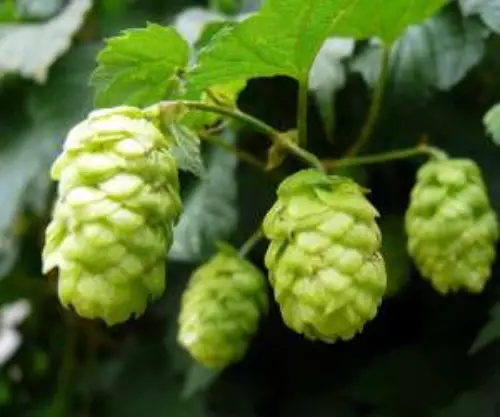 رازک از داروهای گیاهی شادی آور