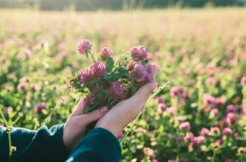 خواص شبدر قرمز برای زنان، رحم و تقویت مو	