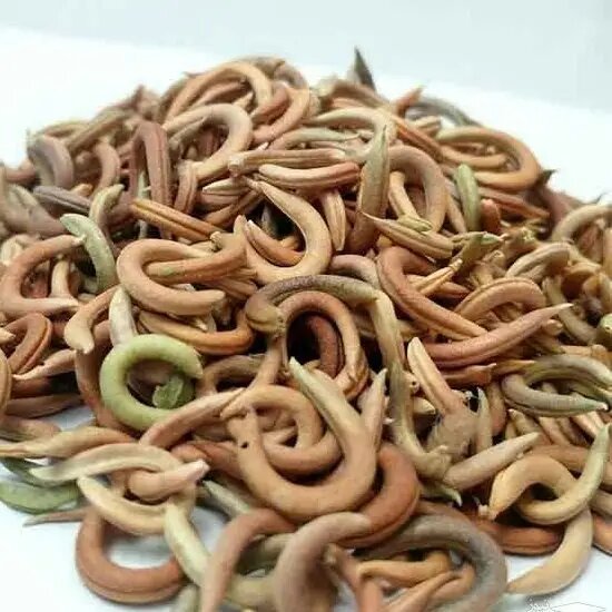 خواس ناخنک در طب سنتی