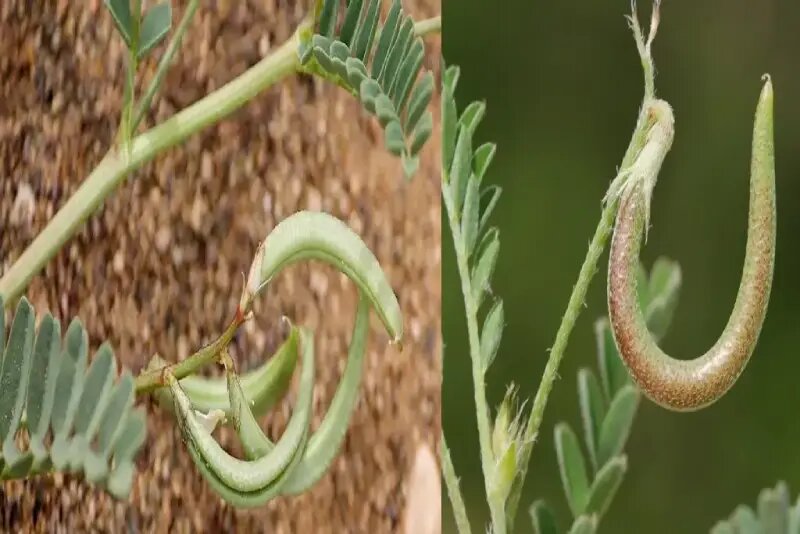 خواص ناخنک برای کلیه