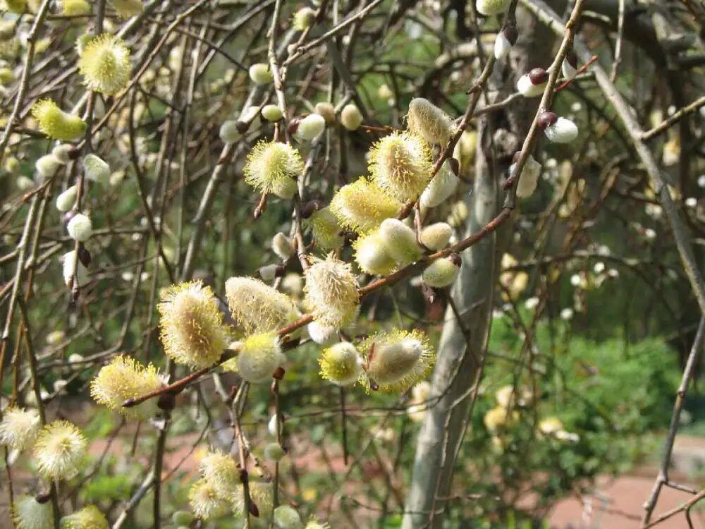 خواص عرق بیدمشک