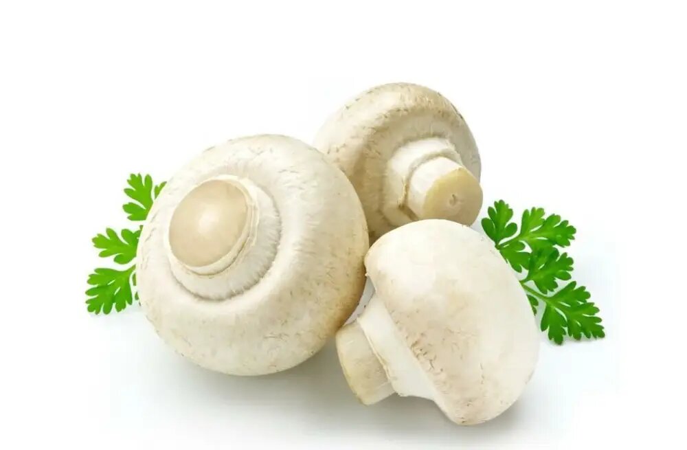 خواص و مضرات قارچ ها