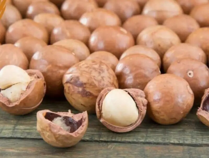 خواص پوست ندوق ماکادمیا