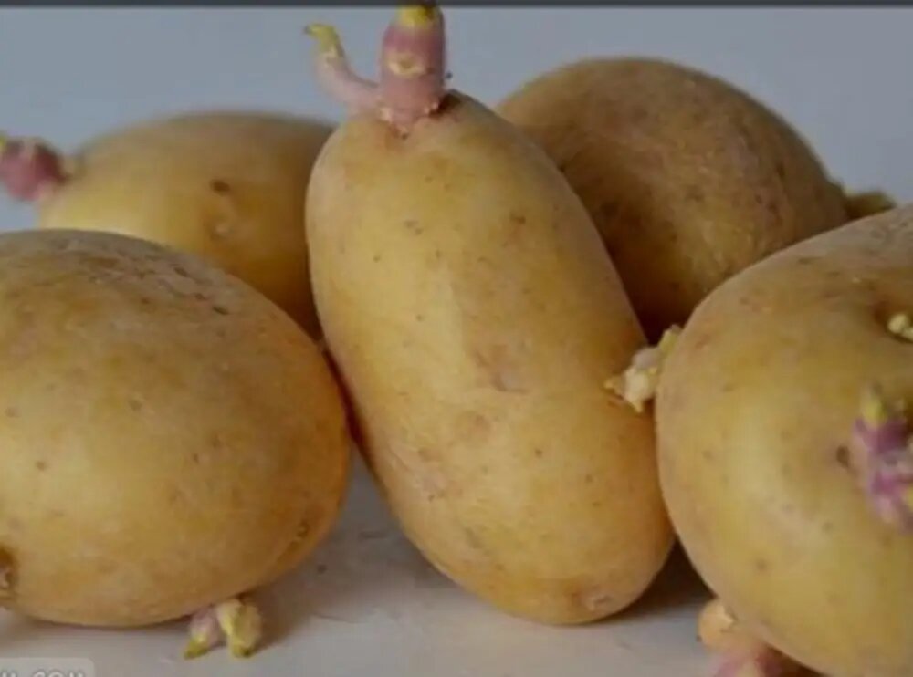 چرا خوردن سیب زمینی جوانه زده مضره