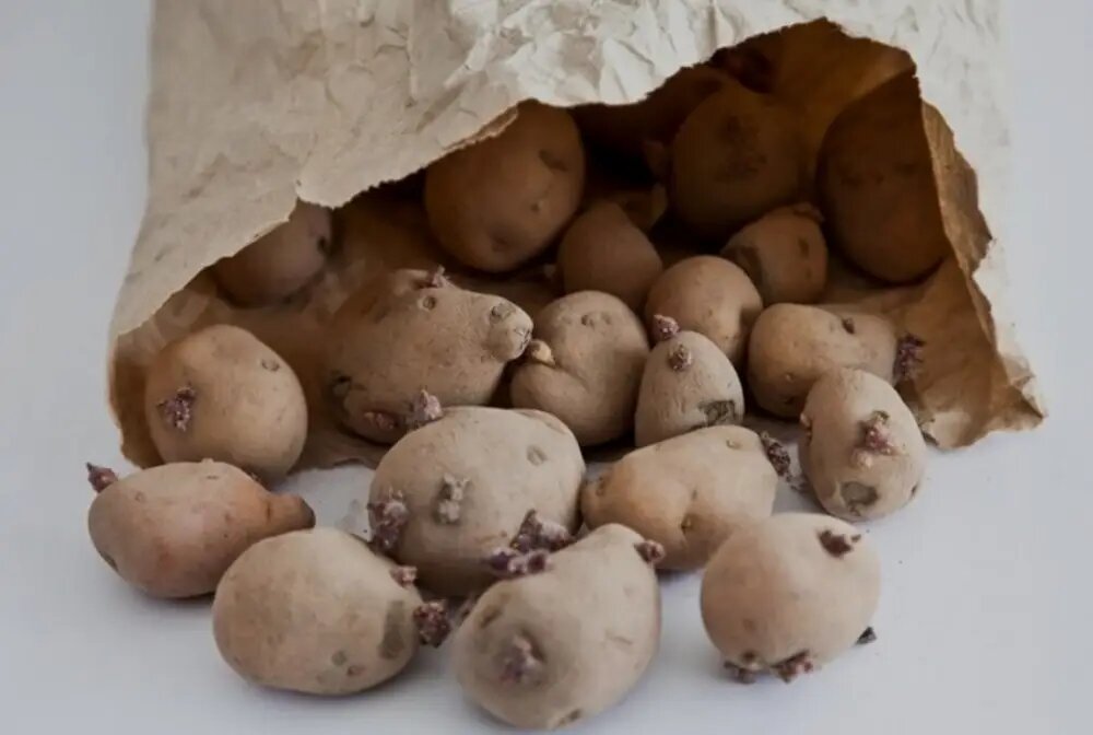 سیب زمین جواه زده را میشه خورد