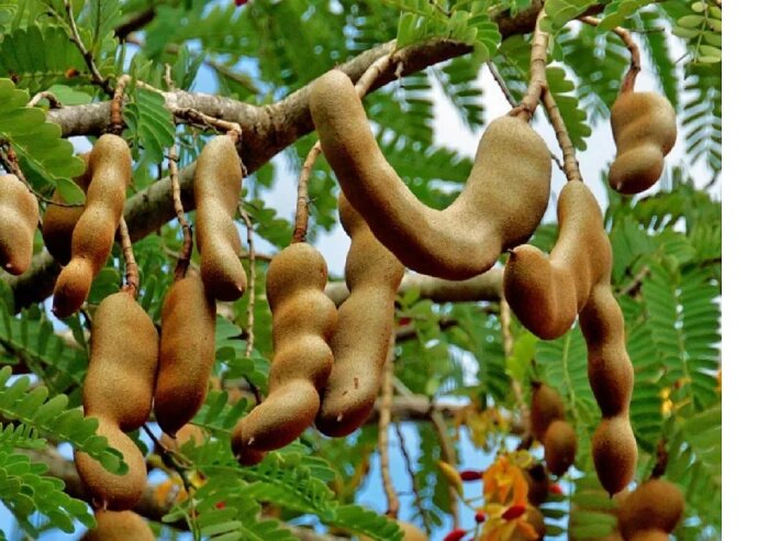 خواص تمر هندی + خواص تمر هندی برای لاغری 