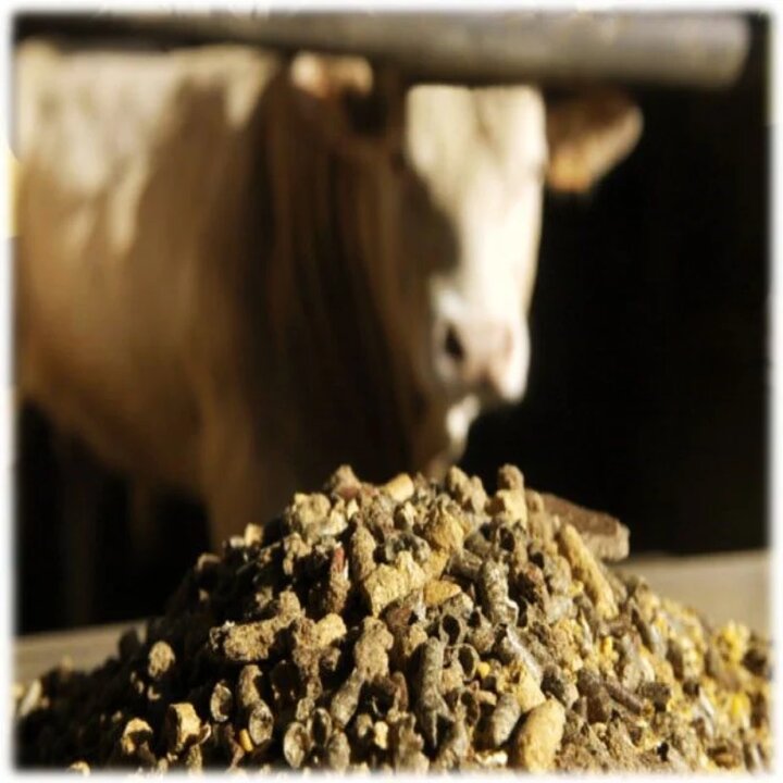 کنسانتره دام و طیور چیست + کنسانتره خوراک دام و طیور