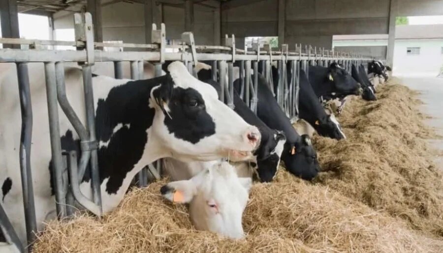 کنسانتره دام