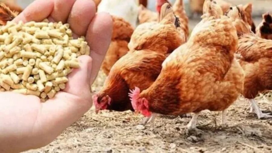 کنسانتره طیور