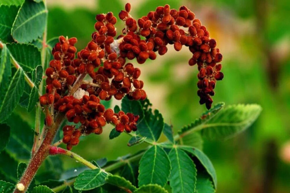 خواص سماق برای لاغری 