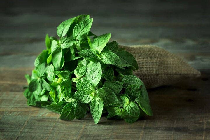 مهمترین خواص نعناع + خواص نعناع برای رحم 