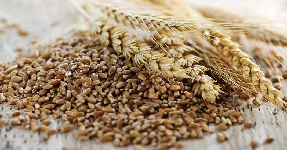 خواص سبوس گندم