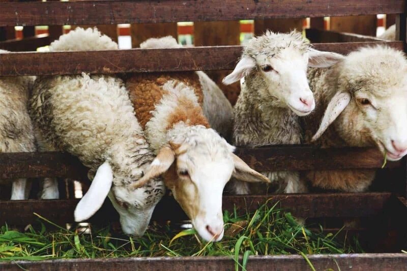 بهترین خوراک برای پروار بره