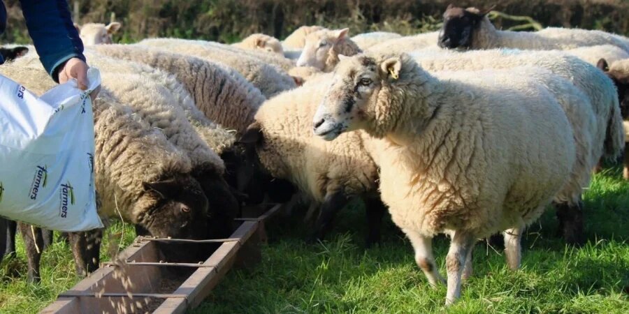 زمان پایان پرواربندی