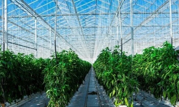 گلخانه باعث کاهش هزینه تولید