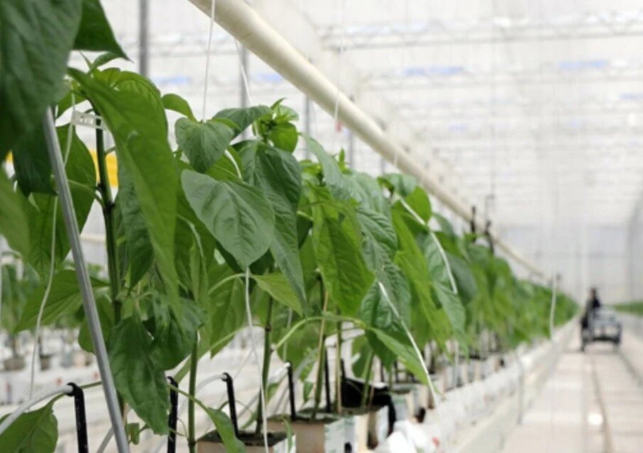 ویژگی های گلخانه شیشه ای