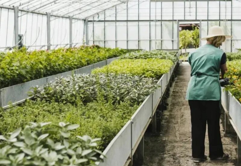 گلخانه تجارتی با ریسک کم