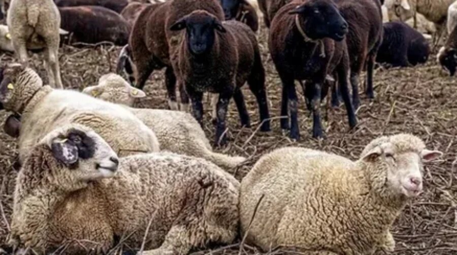 مکمل های افزاش اشتها در دام