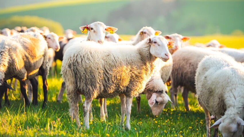 بهترین مکمل برای گوسفندان