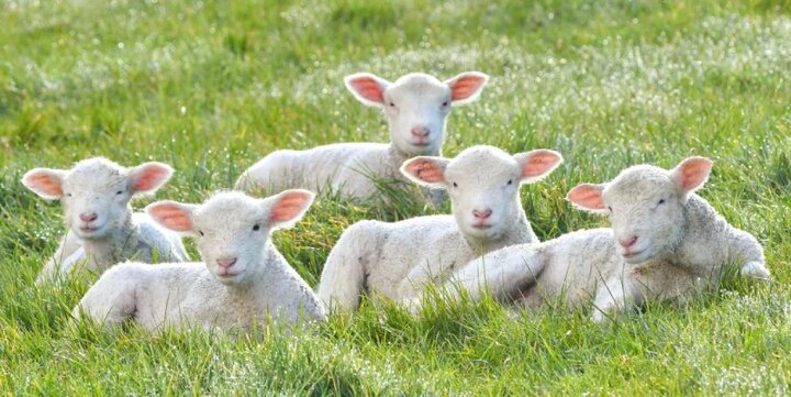 چگونه گوسفندان را چاق کنیم + راهنمای جامع پرواربندی و چاق کردن گوسفندان