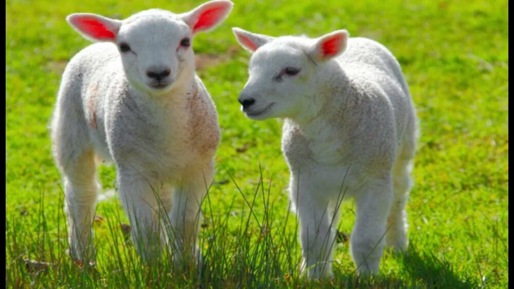 پرواربندی بره چگونه گوسفندان را چاق کنیم